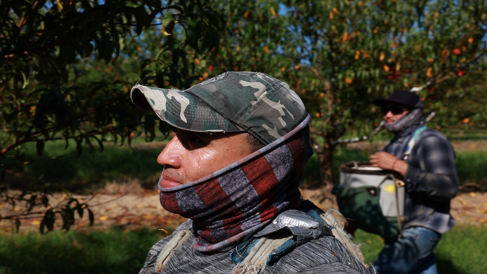 Two workers pick peaches from trees.